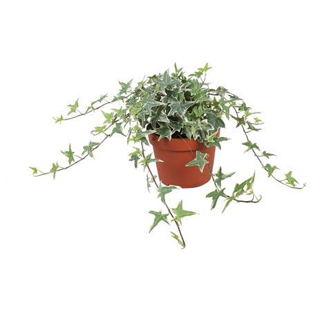 Hedera Helix Mona Lisa