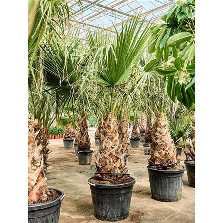 Washingtonia Filifera