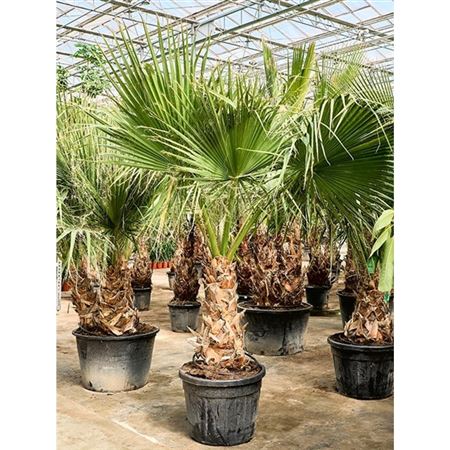 Washingtonia Filifera