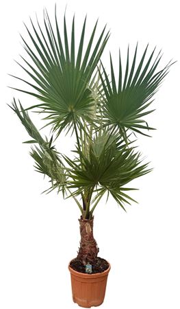 Washingtonia Robusta