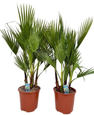 Washingtonia Filifera