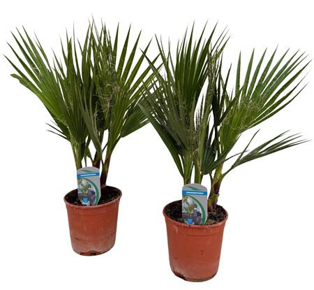 Washingtonia Filifera P14