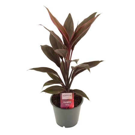 Cordyline Tango