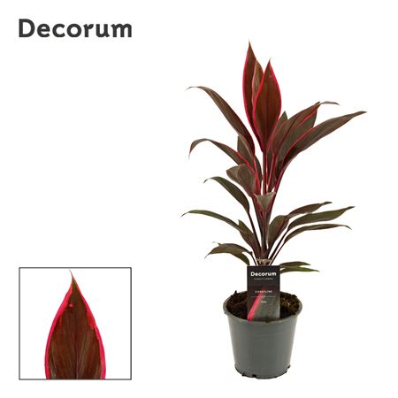 Cordyline Tango (decorum)