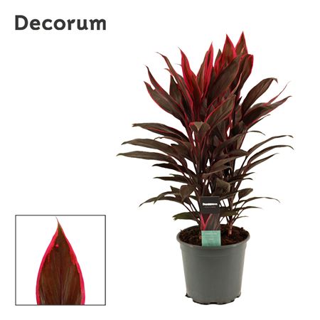 Cordyline Tango 3pp (decorum)