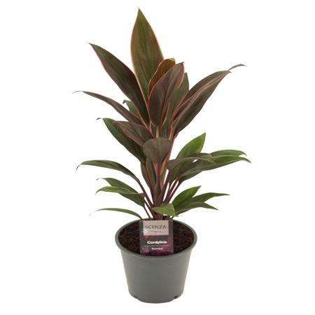 Cordyline Rumba