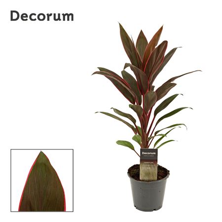Cordyline Rumba (decorum)