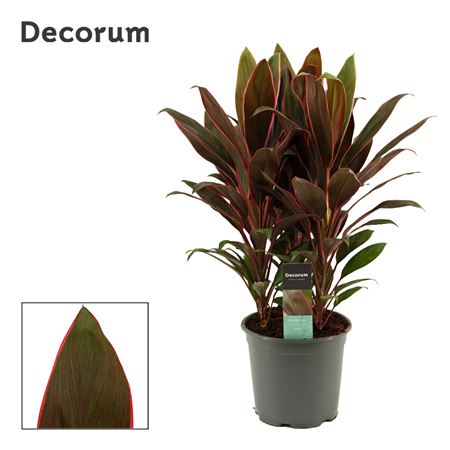 Cordyline Rumba 3pp (decorum)