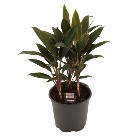 Cordyline Rumba Toef 3pp