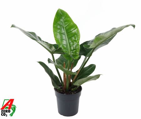 Philodendron Imperial Green