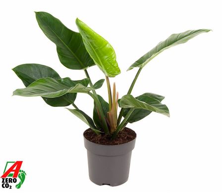 Philodendron Imperial Green