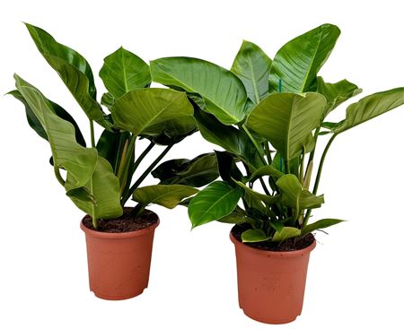 Philodendron Imperial Green
