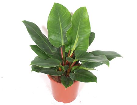 Philodendron Imperial Green