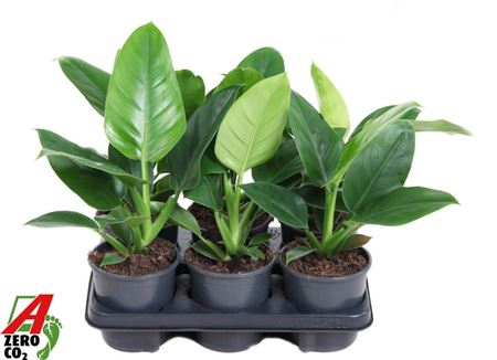 Philodendron Imperial Green