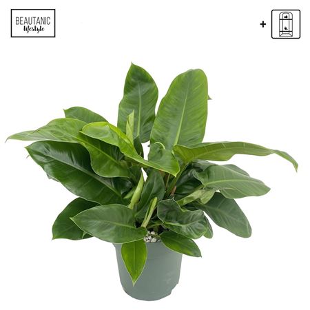 Philodendron Imperial Green + Watermeter