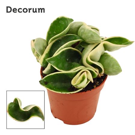 Хойя Карноза Компакта Вариегата