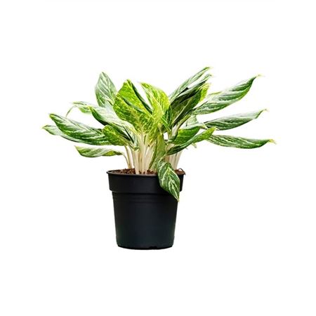 Aglaonema Madonna