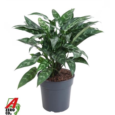 Aglaonema Maria