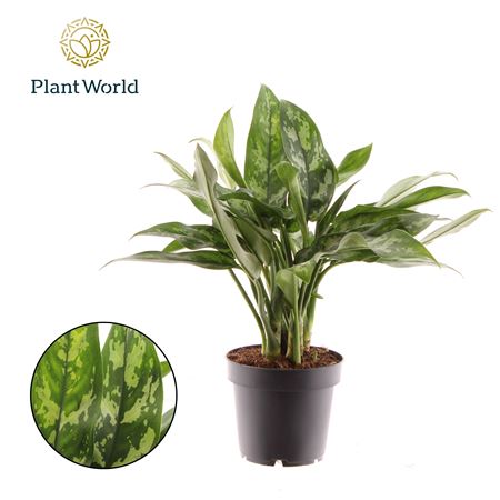 Aglaonema Maria