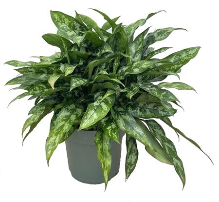 Aglaonema Maria