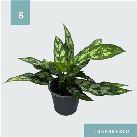 Aglaonema Maria
