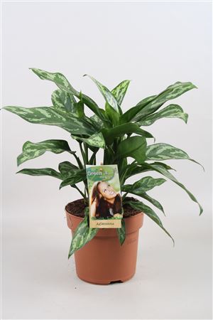 Aglaonema Maria