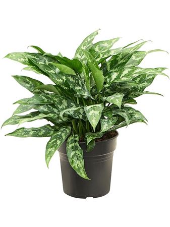 Aglaonema Maria