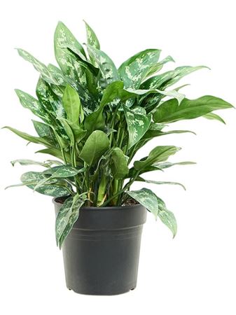 Aglaonema Maria