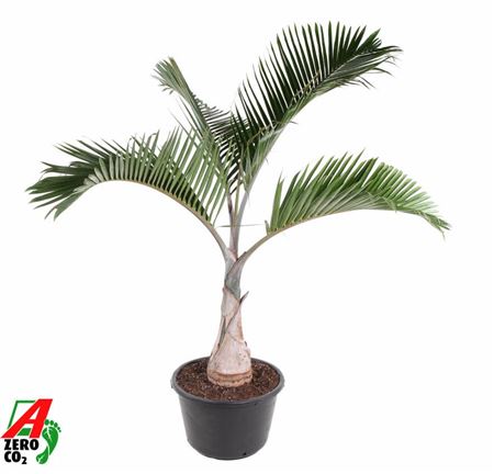Areca Langenicauls