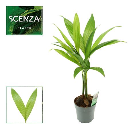 Areca Catechu