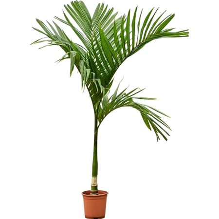 Areca Catechu