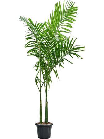 Areca Catechu
