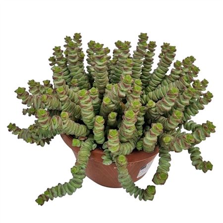 Crassula Marnieriana Hottentot
