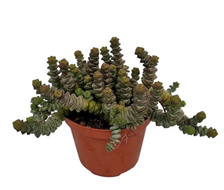 Crassula Marnieriana Hottentot