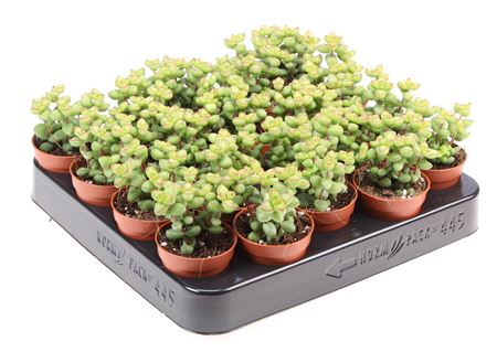 Crassula Marnieriana
