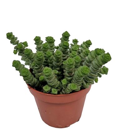 Crassula Marnieriana Hottentot