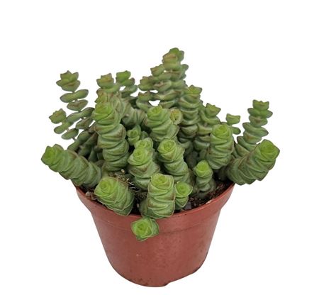 Crassula Marnieriana Hottentot