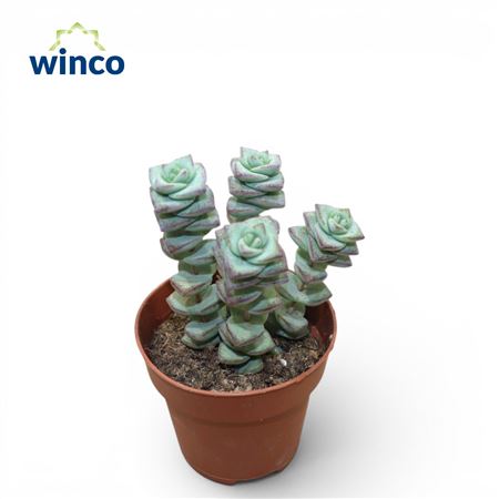 Crassula Marneriana Ssp. Grey