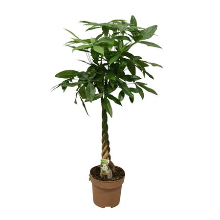 Pachira Aquatica Twisted Stem.