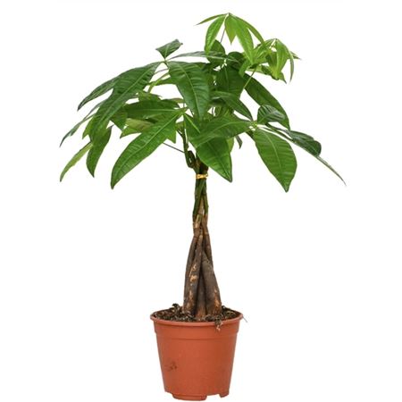 Pachira Aquatica 21 Cm