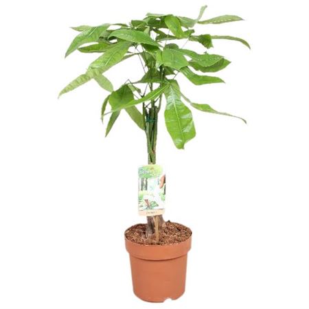 Pachira Twisted Stem