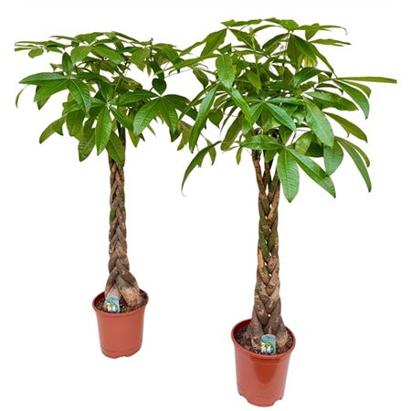 Pachira Aquatica Twisted Stem.