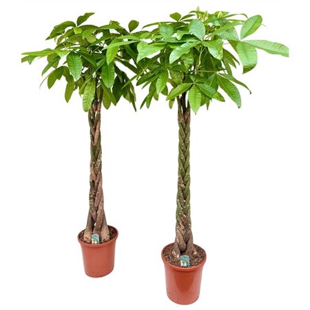 Pachira Aquatica Twisted Stem.