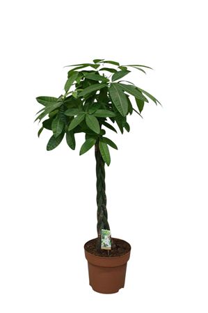 Pachira Aquatica Twisted Stem.