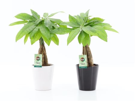 Pachira Aquatica Twisted Stem Black And White