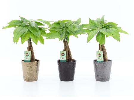 Pachira Aquatica Twisted Infinity Ceramic