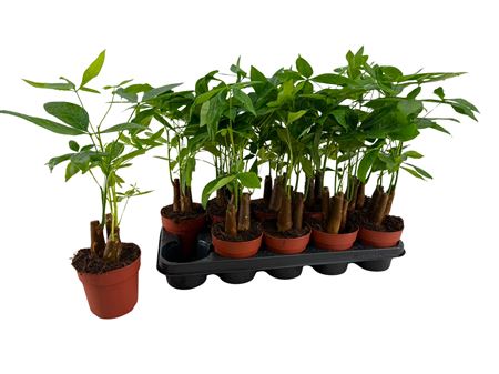 Pachira Aquatica 3stem