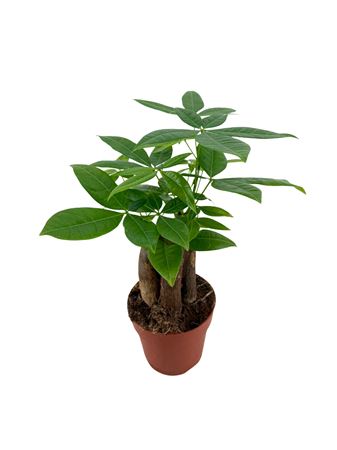 Pachira Aquatica 21 Cm