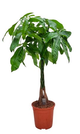 Pachira Aquatica 3stem