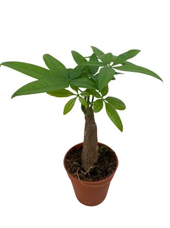 Pachira Aquatica 3stem